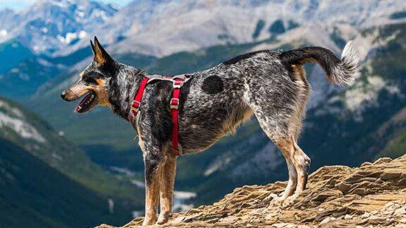 pettorina cani