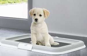 cane fa pipì in casa