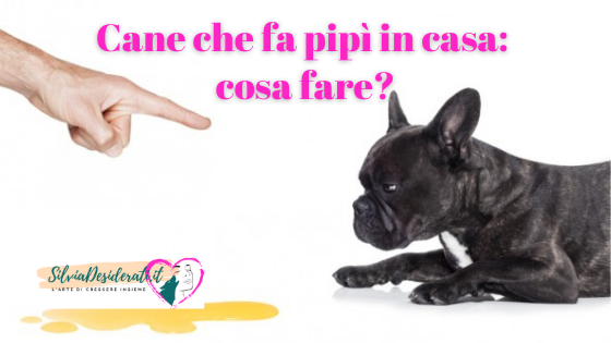 Cane fa pipì in casa