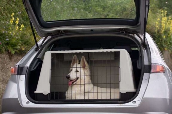 Kennel cos'è