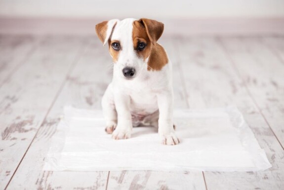 traversa per cani