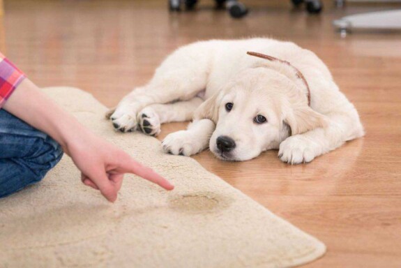 Cane fa pipi in casa