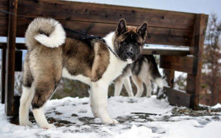 Akita-americano-adulto
