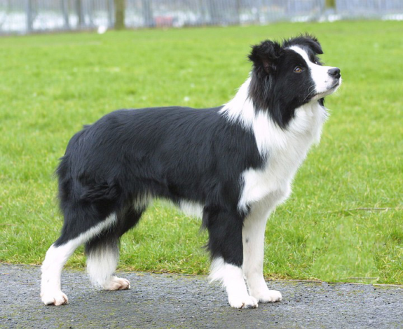 Border-Collie