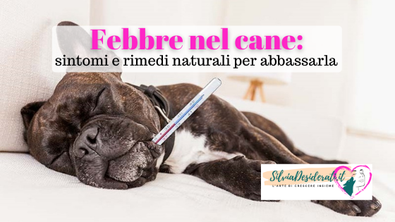 Febbre cane