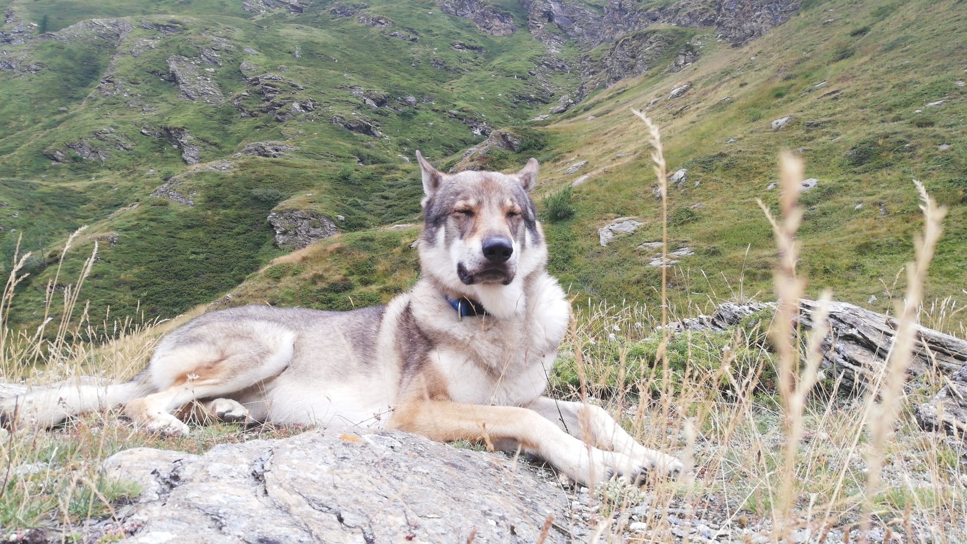 Cane Lupo Cecoslovacco