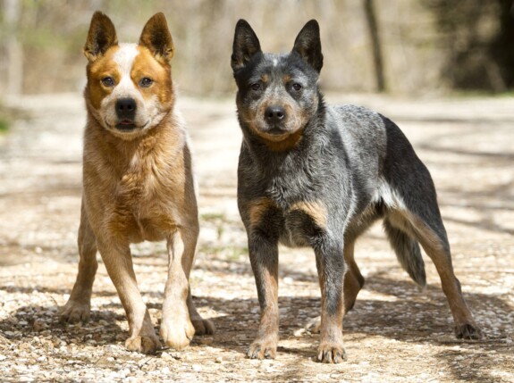 australian-cattle-dog