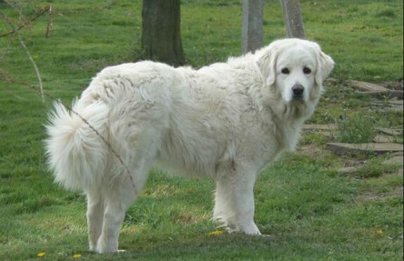 cane-da-montagna-dei-pirenei