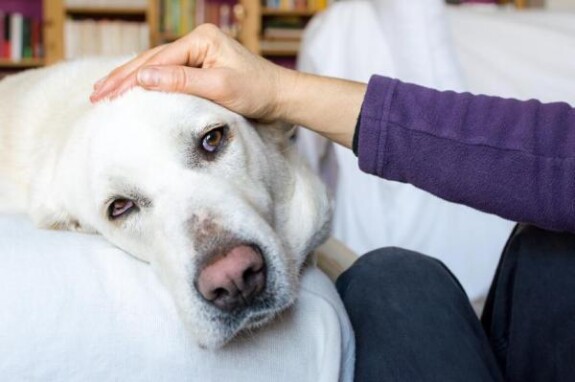 Leishmaniosi  nel cane