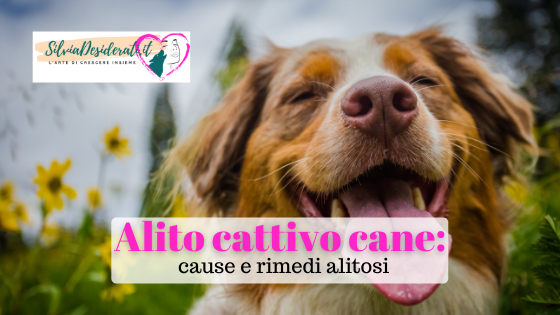 Alito cattivo cane
