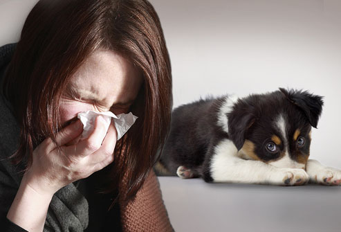 Cani antiallergici
