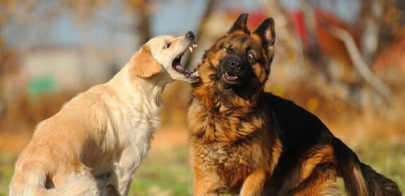 cane aggressivo con altri cani