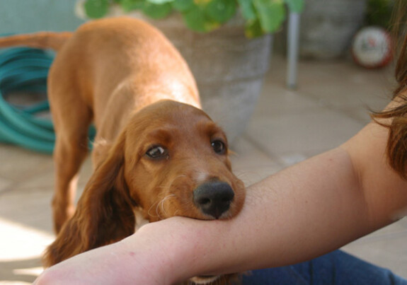 cucciolo che morde braccia