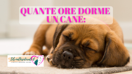 Quante ore dorme un cane?