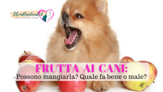Frutta al cane
