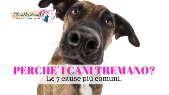 Perchè i cani tremano?
