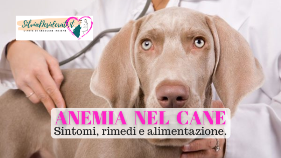 Anemia nel cane