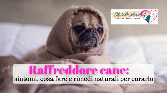 raffreddore cane