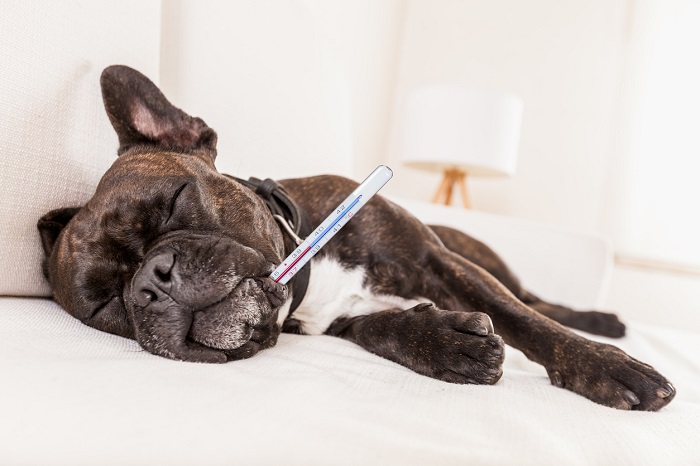 tosse nel cane