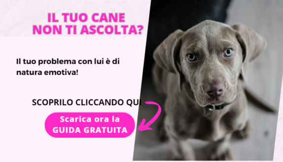 Consulenza cuccioli