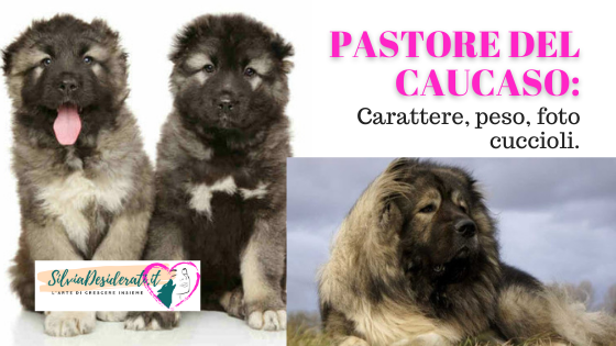 Pastore del Caucaso