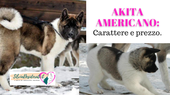 Akita Americano