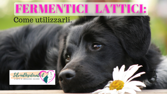Fermenti lattici per cani