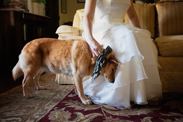 Servizio Wedding Dog Sitter cos'è