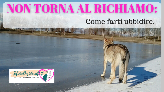 Cane non torna al richiamo