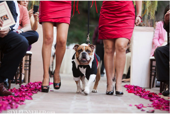 Pet in Wedding
