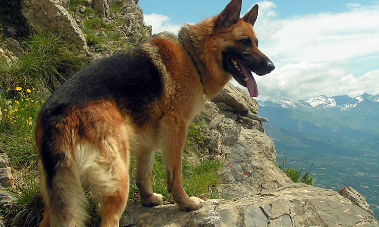 Cane non torna al richiamo perchè?