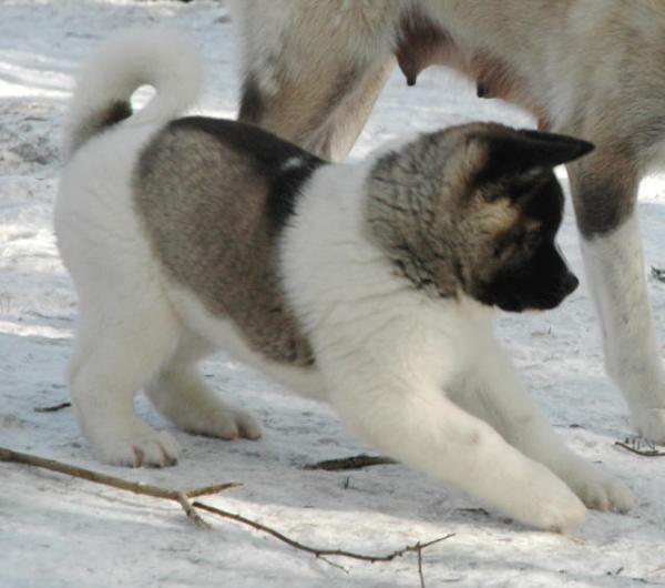 Akita Americano cucciolo