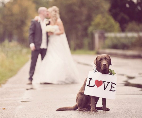 Perchè scegliere i nostri servizi di Wedding Dog Sitter
