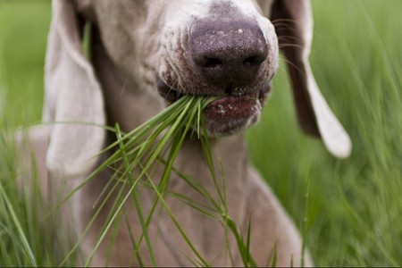 Cane mangia erba