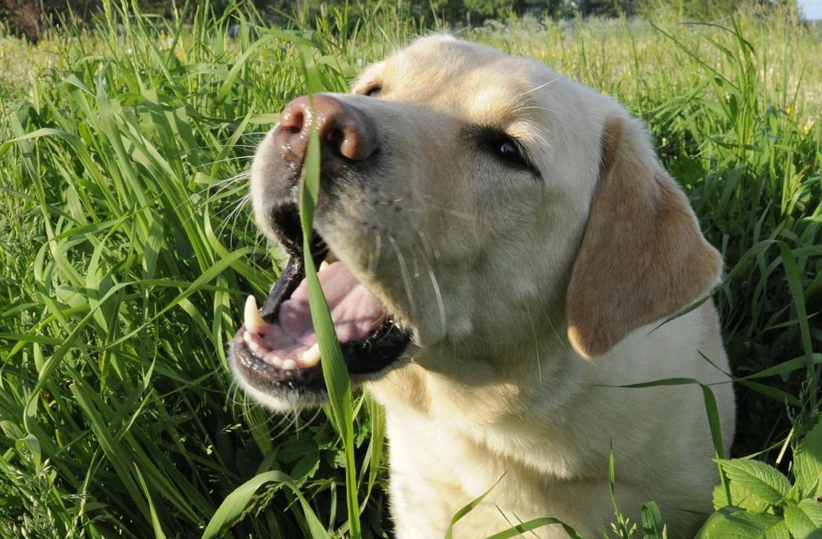 Perchè i cani mangiano l'erba