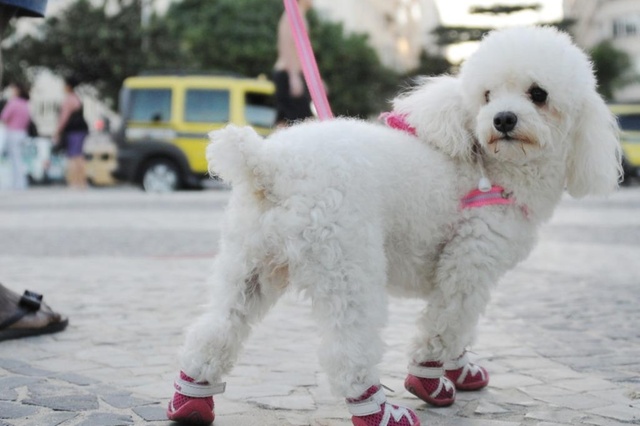 migliori Scarpe per cani