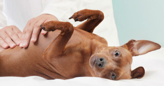 come fare reiki sugli animali