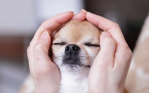Reiki animali