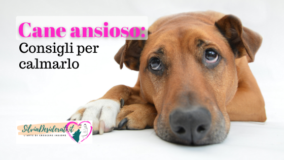 Cane ansioso