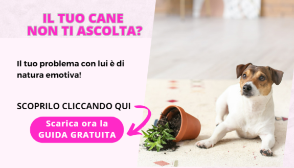 Consulenza cane ansioso