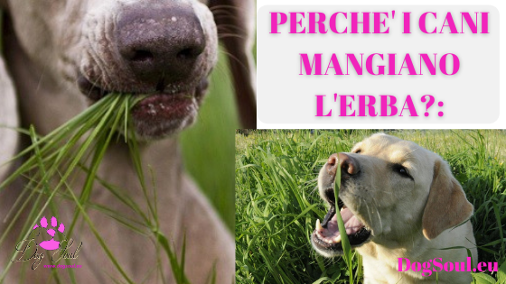 Cani mangiano erba