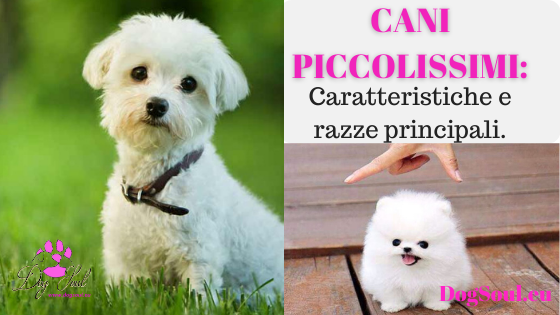 Cani piccolissima taglia