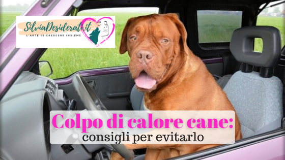 colpo di calore cane