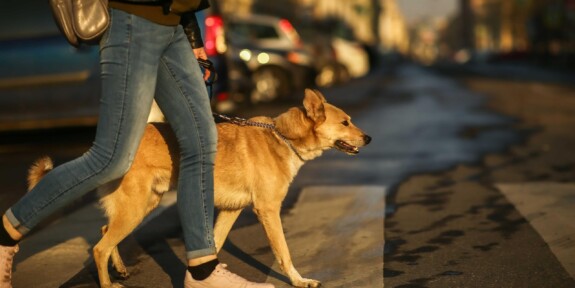 cane in città