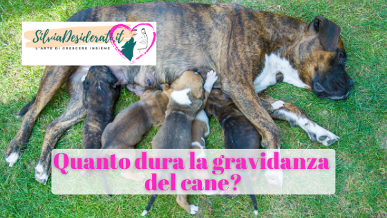 quanto dura la gravidanza del cane
