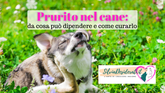 prurito nel cane cosa fare