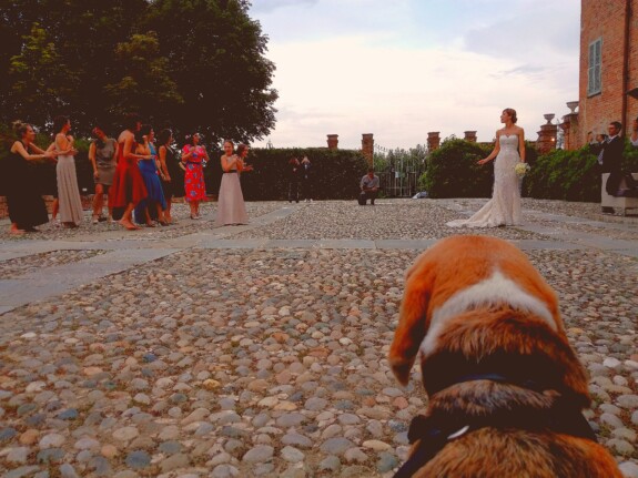 Dog sitter Matrimoni