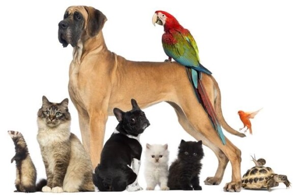 Negozi di prodotti per animali online