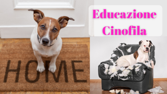 Educazione Cinofila