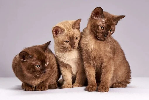 Gatti e antiparassitari